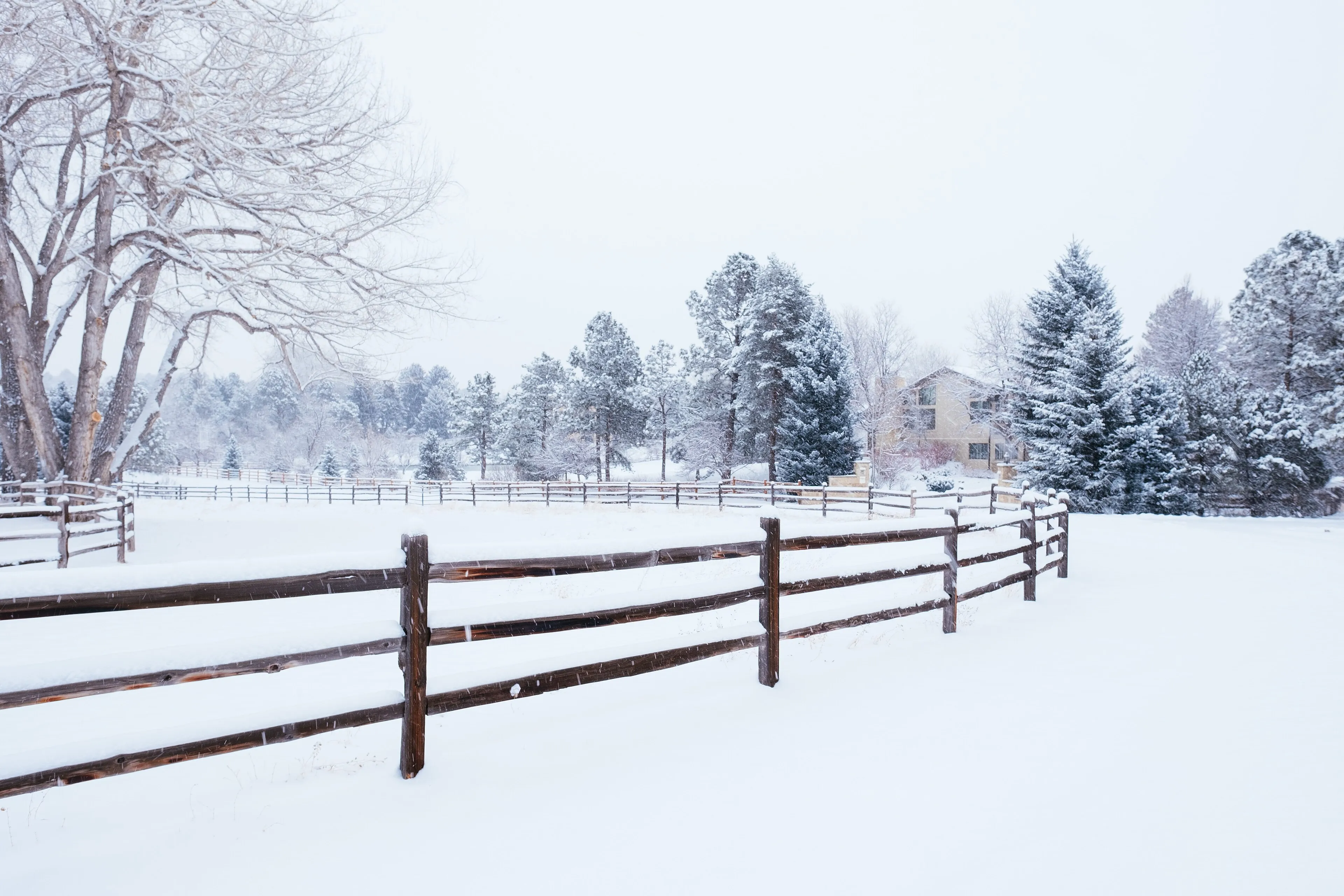 Split-rail fence and evergreens under fresh snow in the Cherry Hills Village and Greenwood Village area