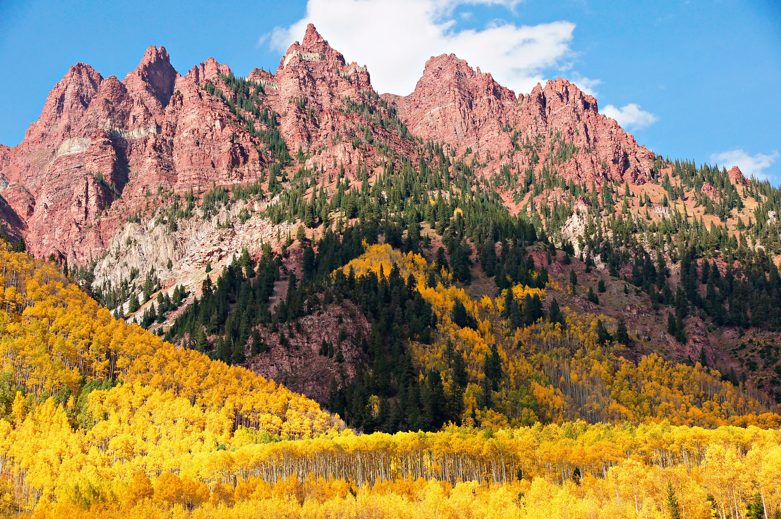 Red rock peaks above a hillside of golden aspens in autumn, Colorado