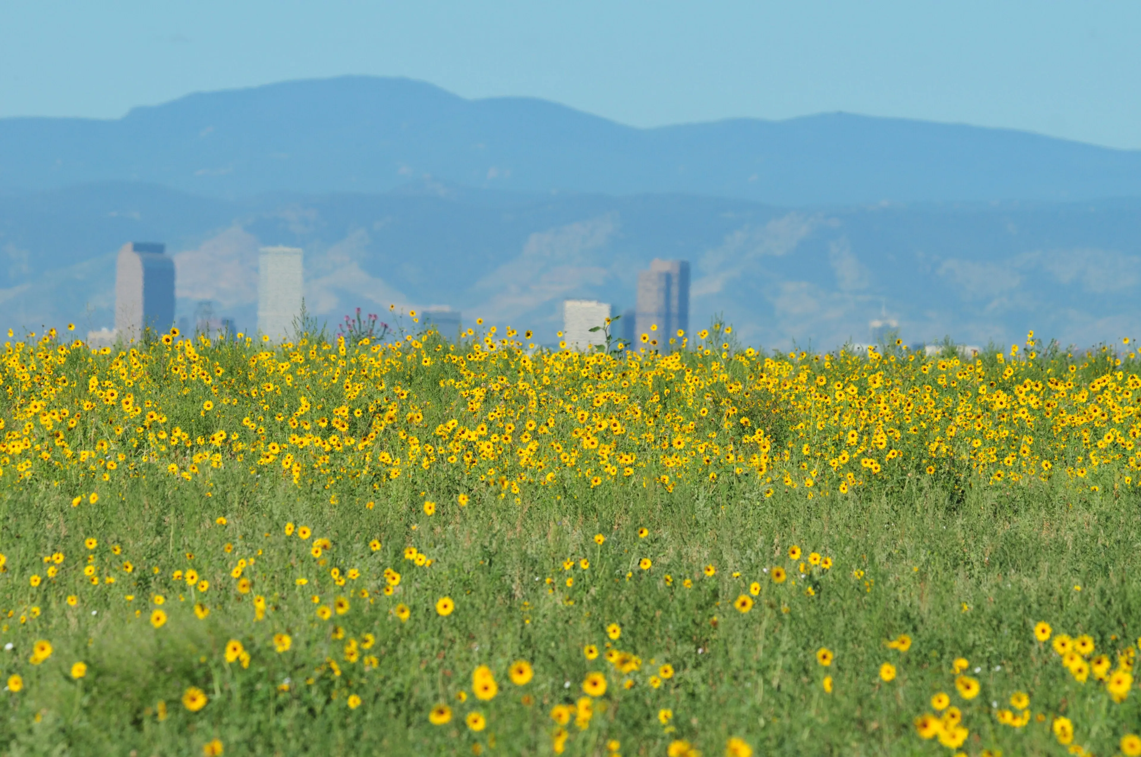 Field of wild sunflowers with the Denver skyline and the Front Range in the background