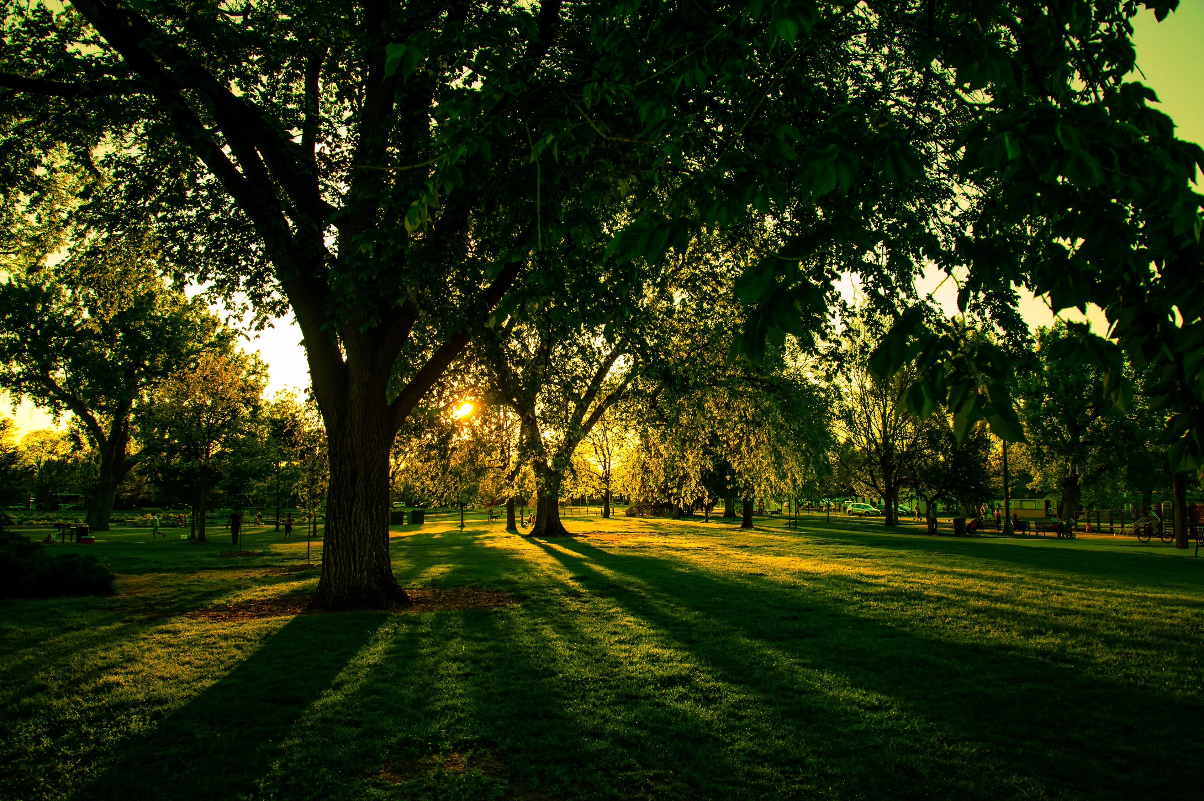 Mature trees casting long shadows across a lawn at Washington Park, Denver, at golden hour