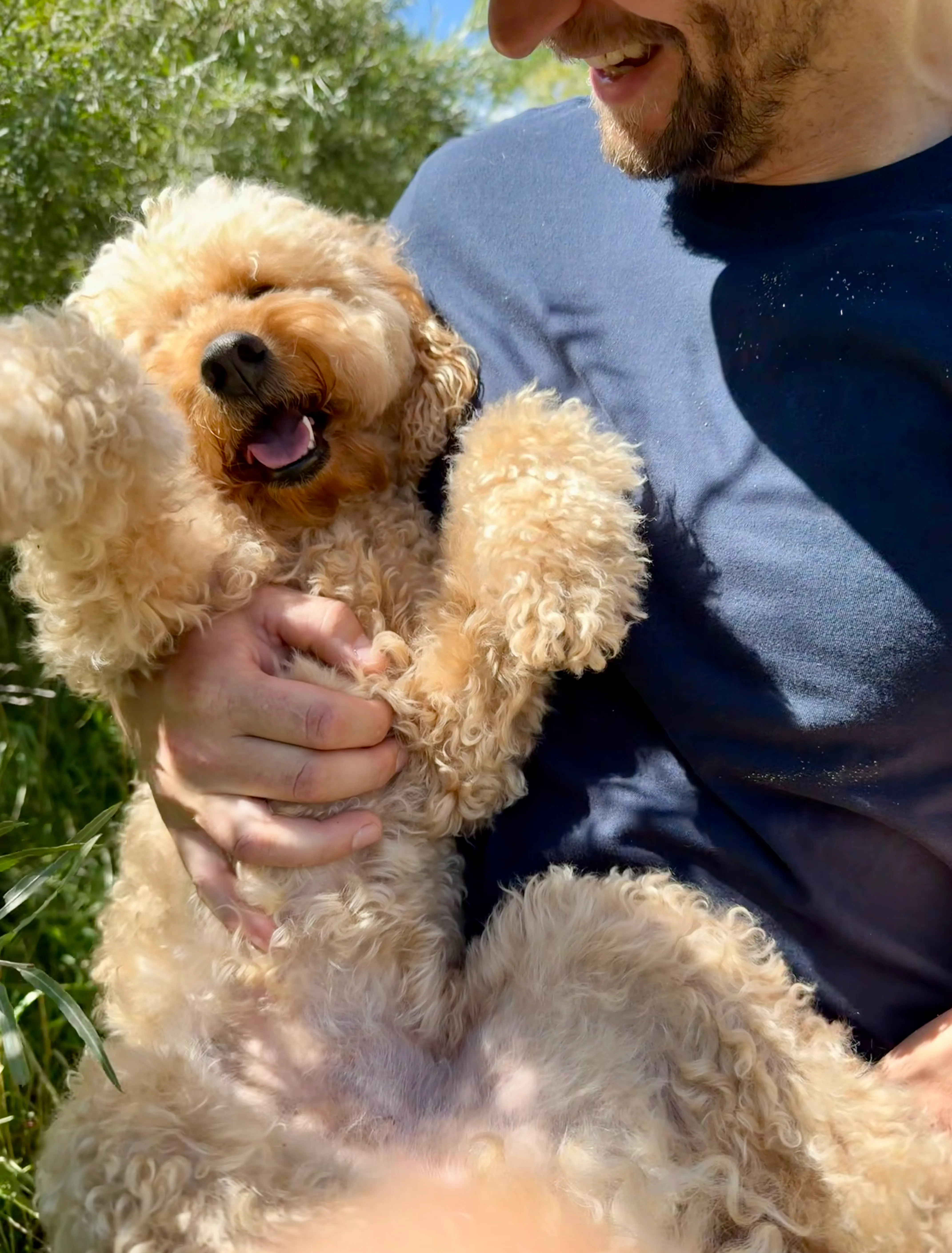 Waffle, a curly-haired golden dog, grinning while being held outdoors